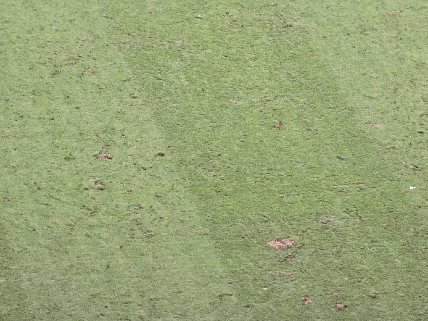 知情人士：西安国际足球中心草种为冷季型，夏季在半休眠状态